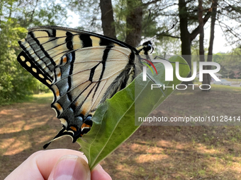 Eastern tiger swallowtail butterfly hybrid (Papilio canadensis x glaucus) in Stouffville, Ontario, Canada, on June 03, 2023. (