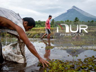 Farmers clear the rice field from weeds as the Mayon Volcano remains under alert level 3, in Santo Domingo, Albay province, Philippines, on...