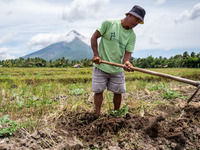 A farmer plows the land near the Mayon Volcano which remains under alert level 3, in Santo Domingo, Albay province, Philippines, on June 12,...