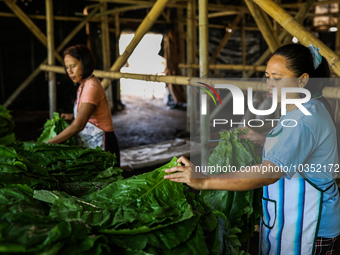 Workers string tobacco leaves before hanging them to dry at a farm in Jember, East Java province, Indonesia on August 9, 2023. The country c...