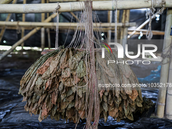 Tobacco leaves dried are pictured at a farm in Jember, East Java province, Indonesia on August 9, 2023. The country continues to produce qua...