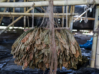Tobacco leaves dried are pictured at a farm in Jember, East Java province, Indonesia on August 9, 2023. The country continues to produce qua...