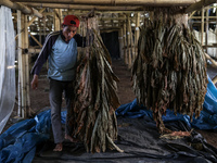 A worker hangs harvested tobacco leaves to dry at a farm in Jember, East Java province, Indonesia on August 9, 2023. The country continues t...