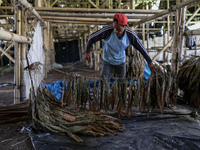 A worker hangs harvested tobacco leaves to dry at a farm in Jember, East Java province, Indonesia on August 9, 2023. The country continues t...