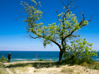 Ukraine - Odessa - Daily life - A man stand near a tree on the beach, Odessa, Ukraine, Thursday, Mai 8, 2014. (Zacharie Scheurer) (