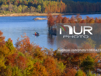 XUANCHENG, CHINA - NOVEMBER 19, 2023 - Tourists visit colorful metasequoia trees by boat at Taxodium distichum scenic spot in Xuancheng City...
