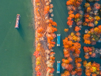 XUANCHENG, CHINA - NOVEMBER 19, 2023 - Tourists visit colorful metasequoia trees by boat at Taxodium distichum scenic spot in Xuancheng City...
