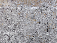 Trees are covering in snow in Kyiv, Ukraine, on December 14, 2023. (