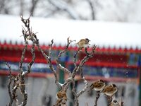 Sparrows are perching on the branches after snow at the Beijing Zoo in Beijing, China, on December 14, 2023. (