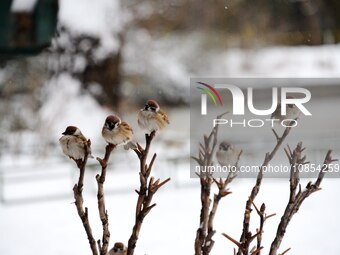 Sparrows are perching on the branches after snow at the Beijing Zoo in Beijing, China, on December 14, 2023. (
