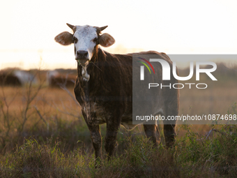 Cattle graze on a farm at sunset in Rockport, Texas on December 25, 2023. (