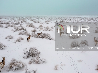 A group of Gazella subgutturosa is running on the Gobi in Karamay, Xinjiang Uygur Autonomous Region, China, on January 9, 2024. (