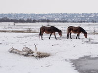 Farmers and authorities are teaming up to rescue nearly 200 cows and horses that are stuck on a Serbian river island, Krcedinska ada, on Jan...