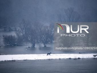 Horses and cows are waiting to be rescued on the flooded island of Krcedinska ada in Serbia, on January 8, 2024. (