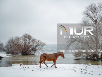 Horses and cows are waiting to be rescued on the flooded island of Krcedinska ada in Serbia, on January 8, 2024. (