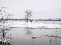Farmers and authorities are teaming up to rescue nearly 200 cows and horses that are stuck on a Serbian river island, Krcedinska ada, on Jan...