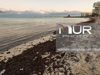 PUERTO JUAREZ, MEXICO - DECEMBER 16, 2023: 
A beach covered with sargassum seaweed, on December 16, 2023, in Puerto Juarez, Cancun, Quintana...
