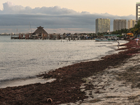 PUERTO JUAREZ, MEXICO - DECEMBER 16, 2023: 
A beach covered with sargassum seaweed, on December 16, 2023, in Puerto Juarez, Cancun, Quintana...
