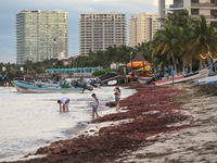 PUERTO JUAREZ, MEXICO - DECEMBER 16, 2023: 
A family enjoys a dip in the sea at a beach covered with sargassum seaweed on December 16, 2023,...