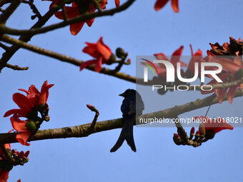 A bird is perching on a branch of a Red-silk cotton tree (Bombax Ceiba) in Nagaon District, Assam, India, on February 23, 2024. (