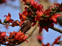A bird is perching on a branch of a Red-silk cotton tree (Bombax Ceiba) in Nagaon District, Assam, India, on February 23, 2024. (