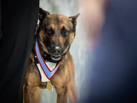 Yoda, a dog who worked for the U.S. Border Patrol, receives a medal of honor from Animals in War & Peace, Washington, DC, March 6, 2024.  Se...