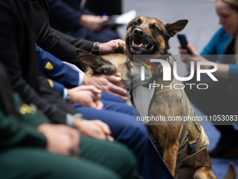 Yoda, a dog who worked in the U.S. Border Patrol, awaits his turn to receive the Medal of Bravery from Animals in War & Peace, Washington, D...