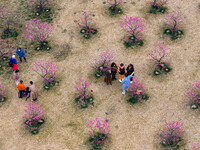 Tourists are relaxing in a plum garden in Xi'an, Shaanxi Province, China, on March 13, 2024. (