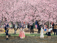 Tourists are enjoying cherry blossoms in full bloom at Zhongshan Botanical Garden in Nanjing, China, on March 13, 2024. (