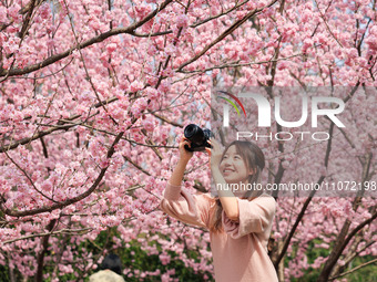 A visitor is taking photos of the cherry blossoms in full bloom at Zhongshan Botanical Garden in Nanjing, China, on March 13, 2024. (