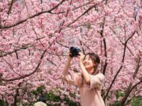 A visitor is taking photos of the cherry blossoms in full bloom at Zhongshan Botanical Garden in Nanjing, China, on March 13, 2024. (