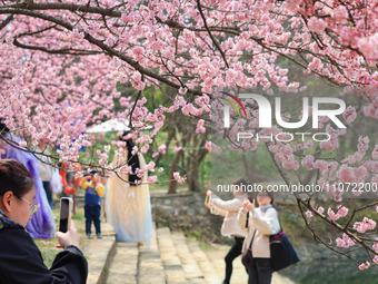 Tourists are enjoying cherry blossoms in full bloom at Zhongshan Botanical Garden in Nanjing, China, on March 13, 2024. (