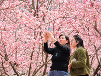 Two tourists are taking a selfie among the cherry blossoms in full bloom at Zhongshan Botanical Garden in Nanjing, China, on March 13, 2024....
