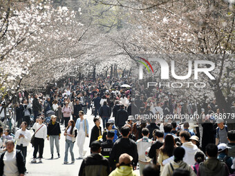 Tourists are enjoying cherry blossoms at Jiming Temple Road in Nanjing, China, on March 21, 2024. (