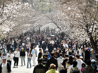 Tourists are enjoying cherry blossoms at Jiming Temple Road in Nanjing, China, on March 21, 2024. (