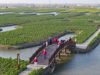Tourists are taking a boat ride to see the blooming rapeseed flowers in Xinghua, Jiangsu Province, China, on March 21, 2024. (