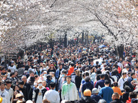 Tourists are enjoying the blooming cherry blossoms on Jimingsi Road in Nanjing, China, on March 22, 2024. (