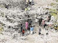 Tourists are viewing cherry blossoms in full bloom on the campus of Nanjing Forestry University in Nanjing, China, on March 22, 2024. (