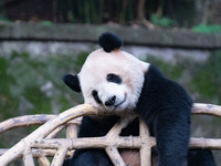 A giant panda is resting at Chongqing Zoo in Chongqing, China, on March 24, 2024. (
