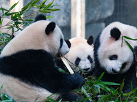 Giant pandas are eating bamboo at Chongqing Zoo in Chongqing, China, on March 24, 2024. (