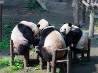 Giant pandas are eating around a table at Chongqing Zoo in Chongqing, China, on March 24, 2024. (