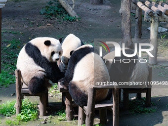 Giant pandas are eating around a table at Chongqing Zoo in Chongqing, China, on March 24, 2024. (