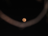 The term ''Worm Moon'' or ''Crow Moon'' refers to March's full moon. The Old Farmer's Almanac, which began publishing the names for the full...