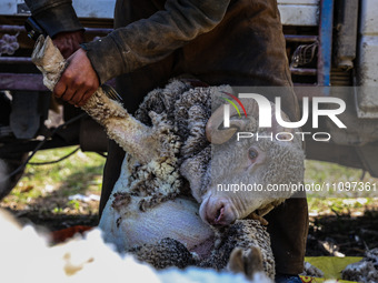 Kashmiri farmers are shearing sheep on a sunny day on the outskirts of Baramulla, Jammu and Kashmir, India, on March 25, 2024. They are usin...