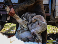 Kashmiri farmers are shearing sheep on a sunny day on the outskirts of Baramulla, Jammu and Kashmir, India, on March 25, 2024. They are usin...