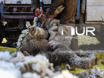 Kashmiri farmers are shearing sheep on a sunny day on the outskirts of Baramulla, Jammu and Kashmir, India, on March 25, 2024. Most of the s...