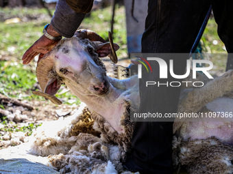 Kashmiri farmers are shearing sheep on a sunny day on the outskirts of Baramulla, Jammu and Kashmir, India, on March 25, 2024. Most of the s...