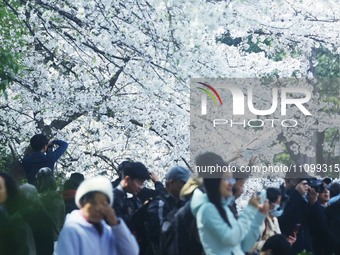 Tourists are enjoying the cherry blossoms in full bloom by the West Lake in Hangzhou, China, on March 26, 2024. (