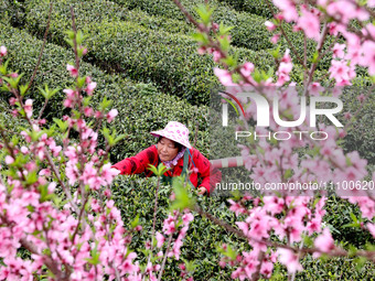 Tea farmers are picking white tea at a tea plantation in Houyang village, Fuding City, China, on March 26, 2024. (