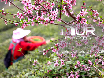 Tea farmers are picking white tea at a tea plantation in Houyang village, Fuding City, China, on March 26, 2024. (